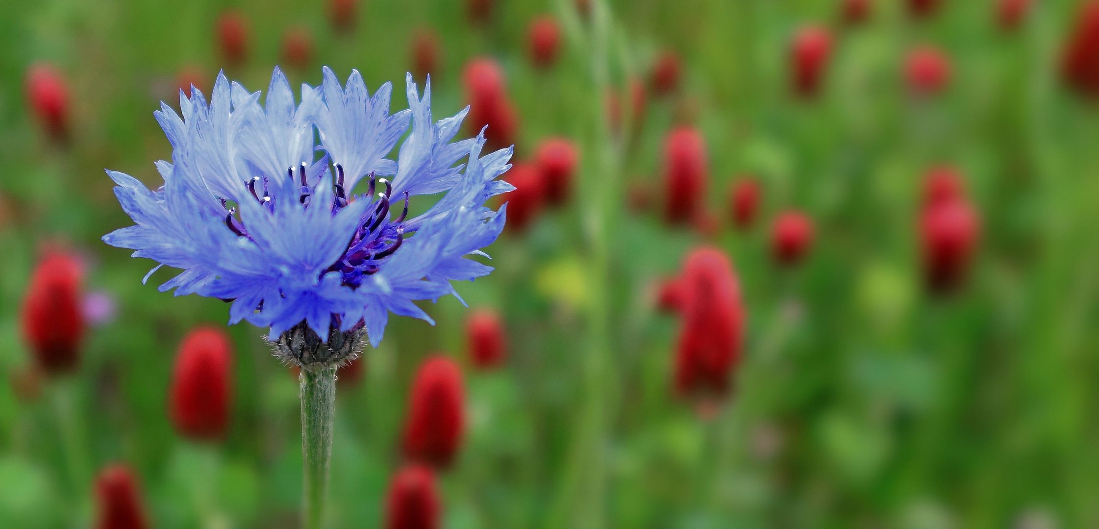 Roter Klee und Kornblume