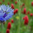 Roter Klee und Kornblume