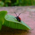 Roter kleiner Käfer