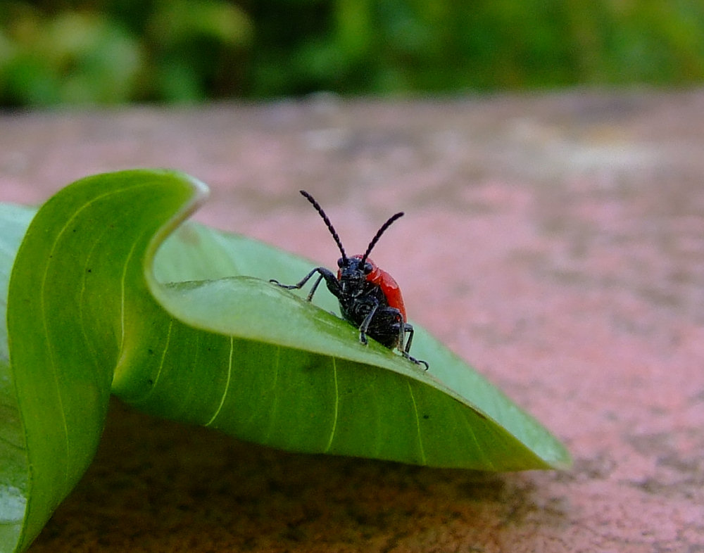 Roter kleiner Käfer