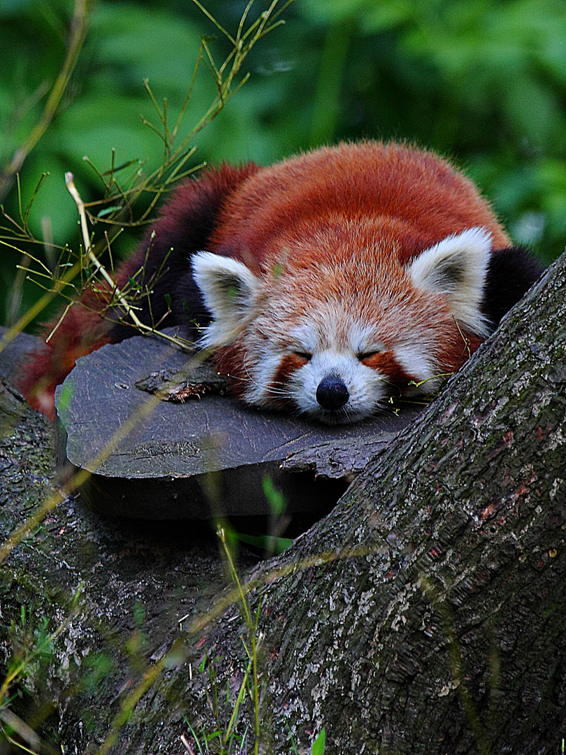 Roter "kleiner" Panda