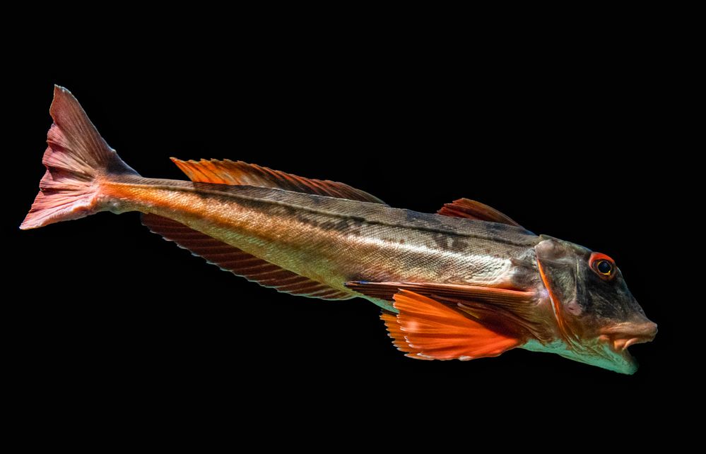 Roter Knurrhahn Foto & Bild tiere, zoo, wildpark & falknerei, zoo