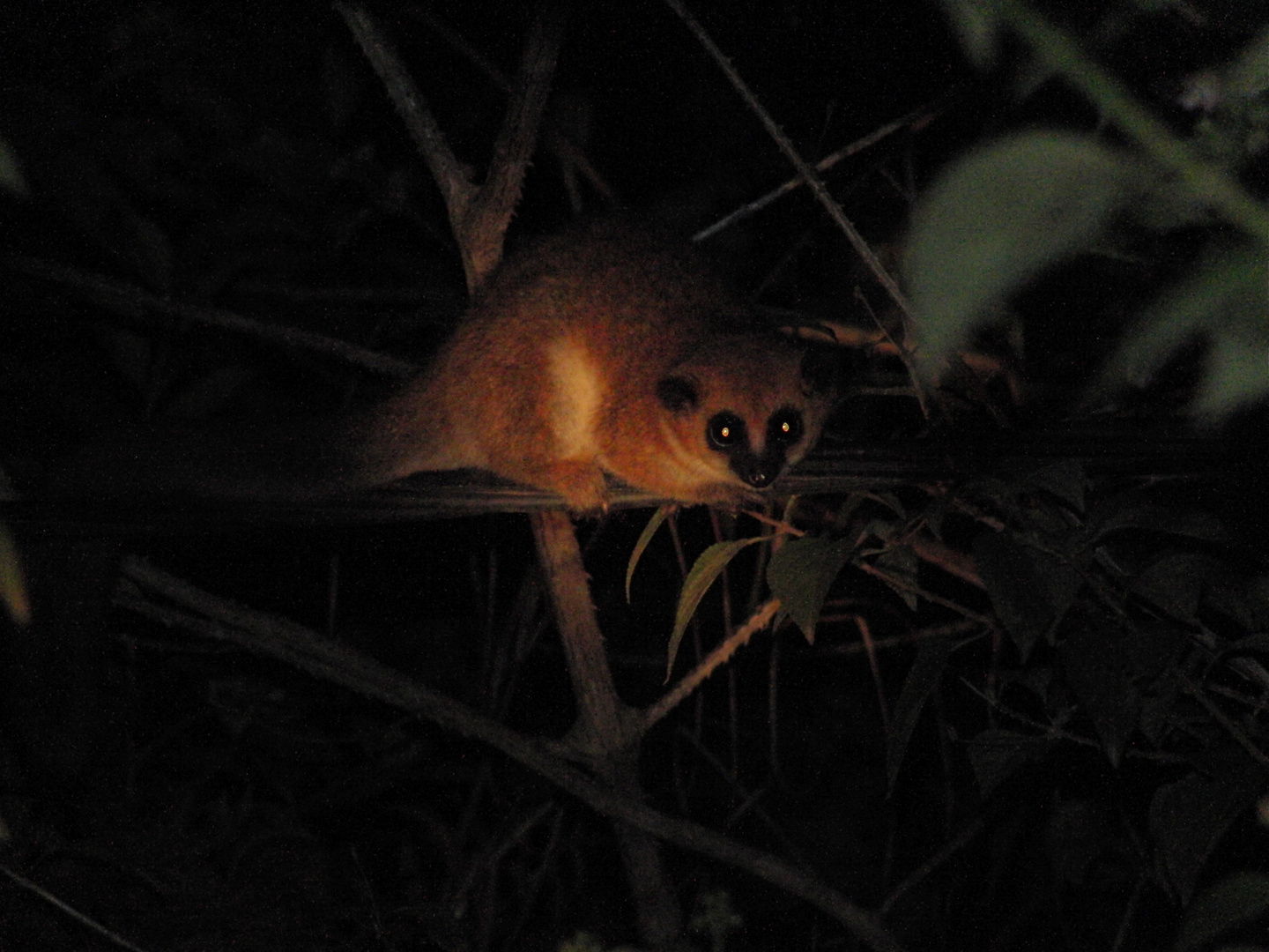 Roter Koboldmaki Madagaskar