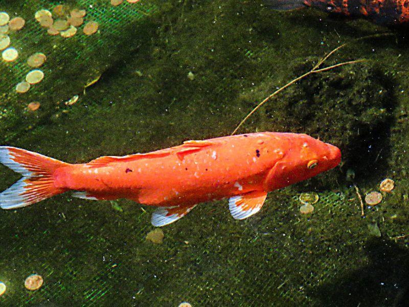 Roter Koi im Botanischen Garten auf Teneriffa