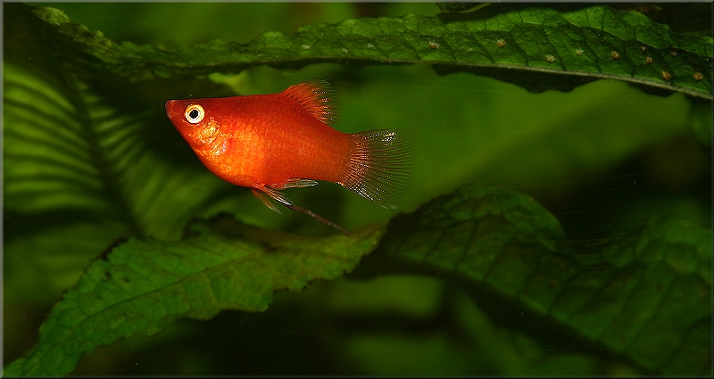 Roter Korallenplaty