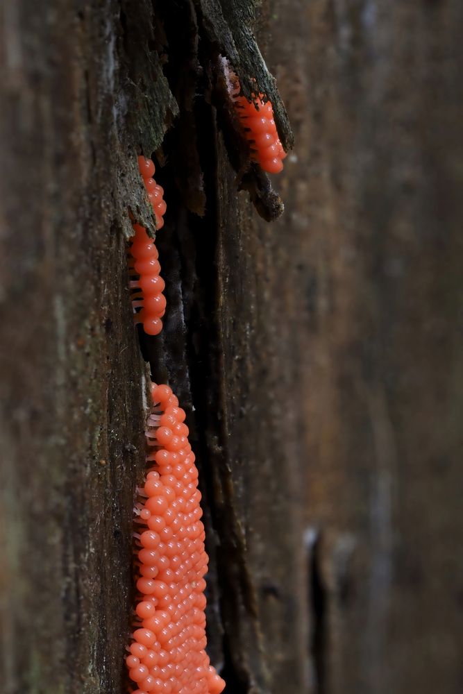  Roter Kugelschleimpilz oder Rotköpfiger Schleimpilz, Trichia decipiens