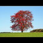 Roter Laubbaum im Herbst