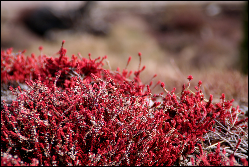 roter lavendel