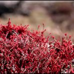 roter lavendel