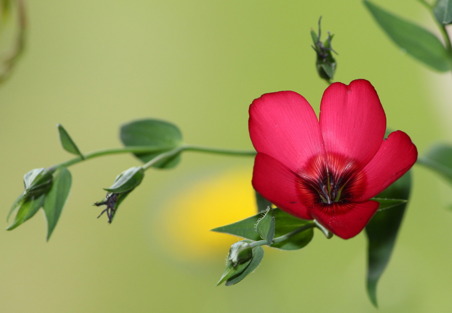 Roter Lein