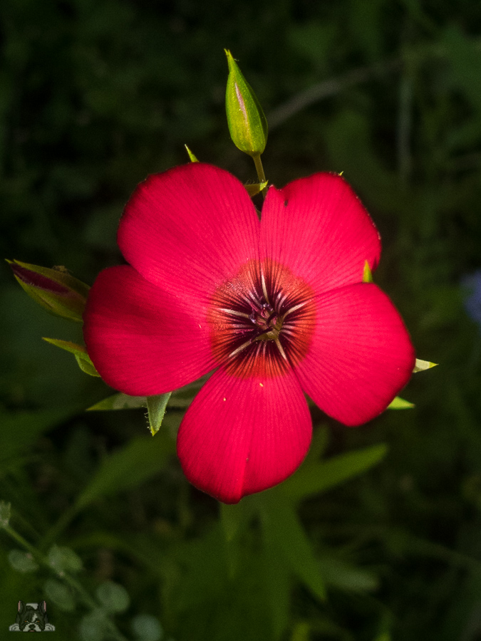 roter Lein