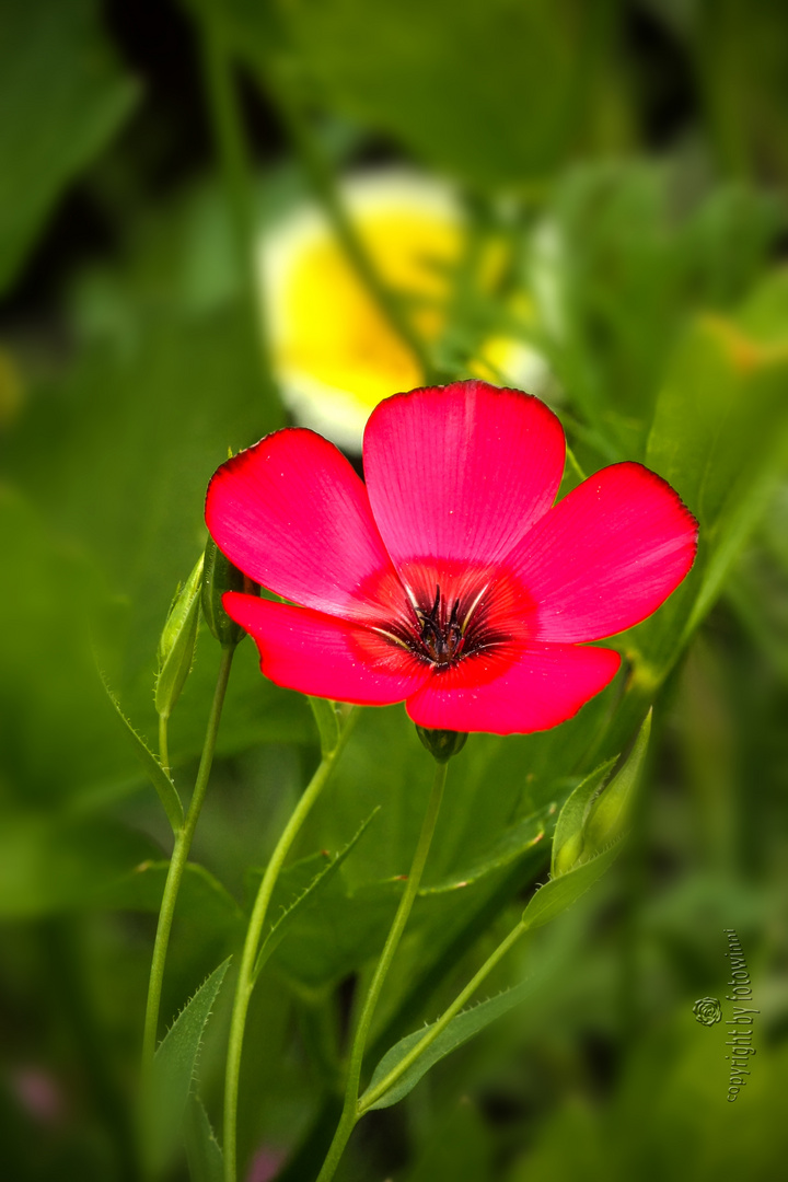 roter Lein