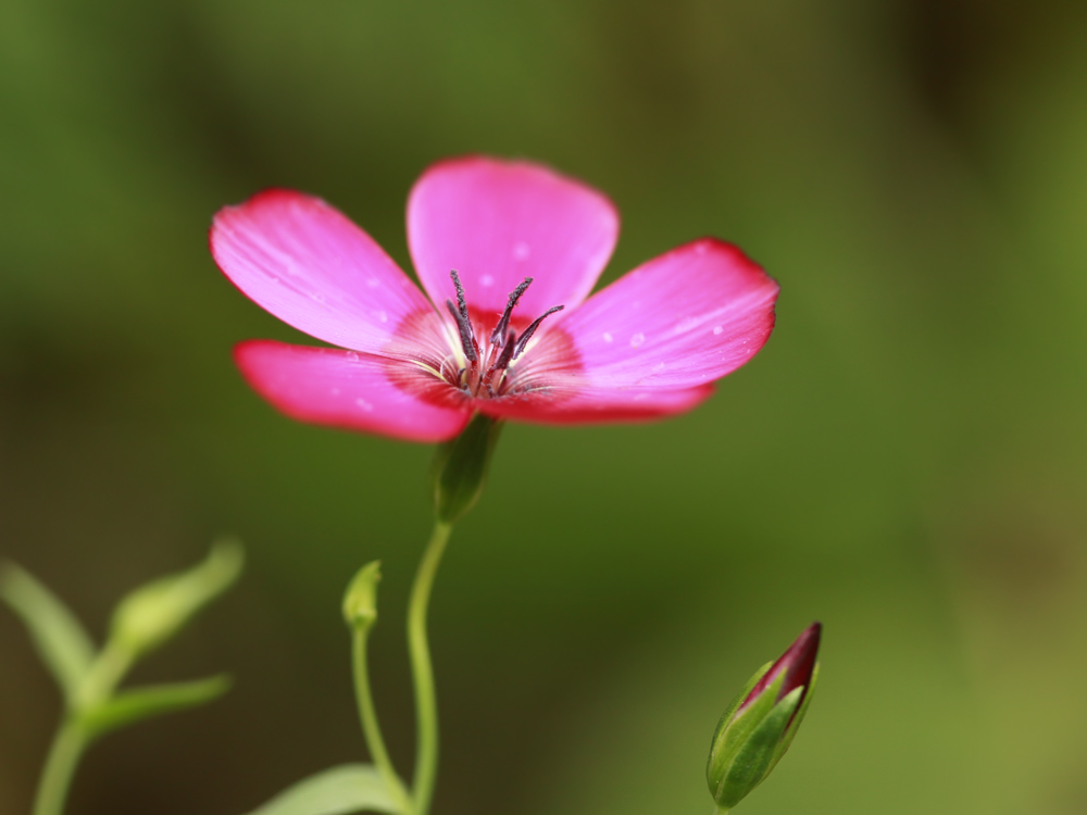 Roter Lein