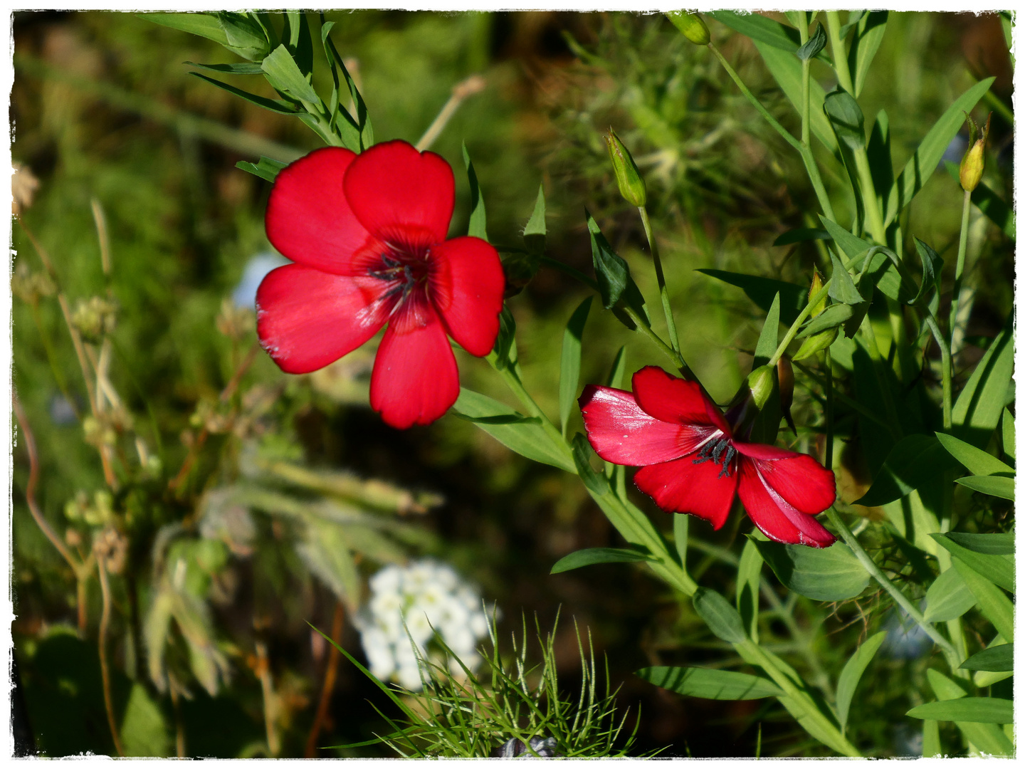 Roter Lein im Vorgarten