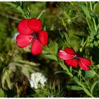 Roter Lein im Vorgarten