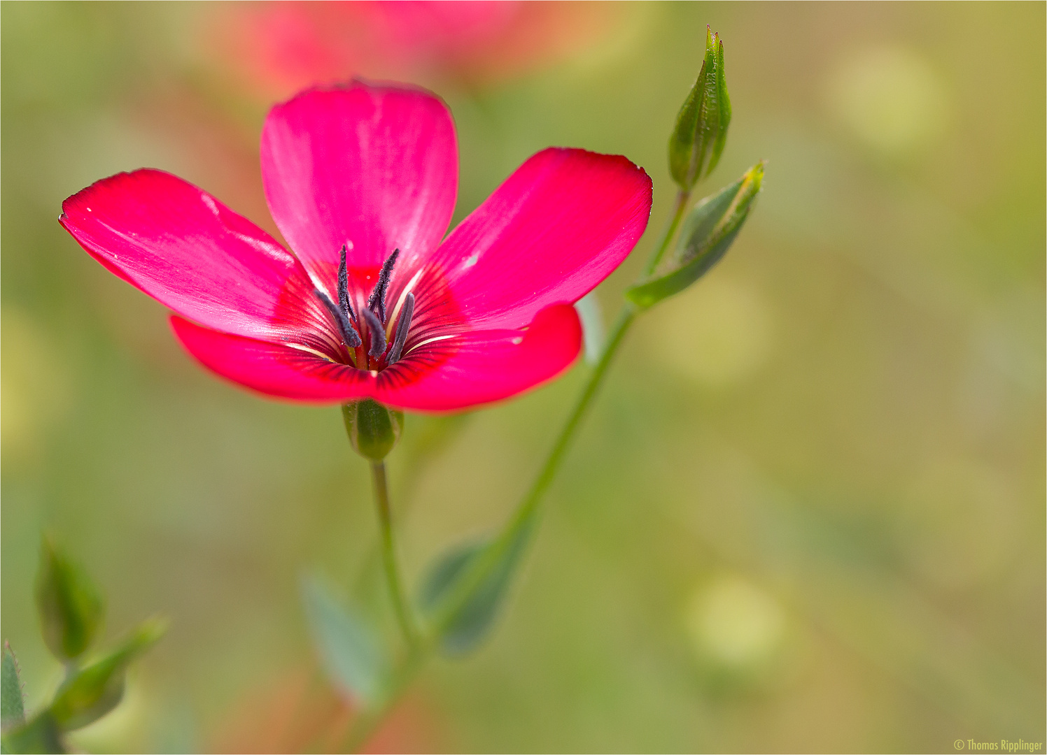 Roter Lein (Linum grandiflorum)