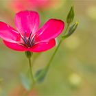 Roter Lein (Linum grandiflorum)