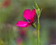 Roter Lein (Linum grandiflorum) von Thomas Ripplinger 