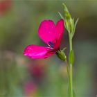 Roter Lein (Linum grandiflorum)