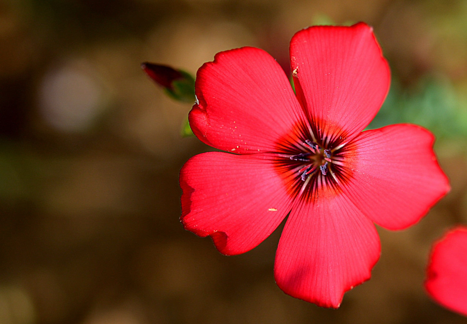 Roter Lein - Linum grandiflorum