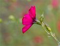 Roter Lein (Linum grandiflorum). von Thomas Ripplinger 