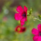 Roter Lein (Linum grandiflorum)..