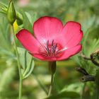 Roter Lein Linum grandiflorum Rubrum