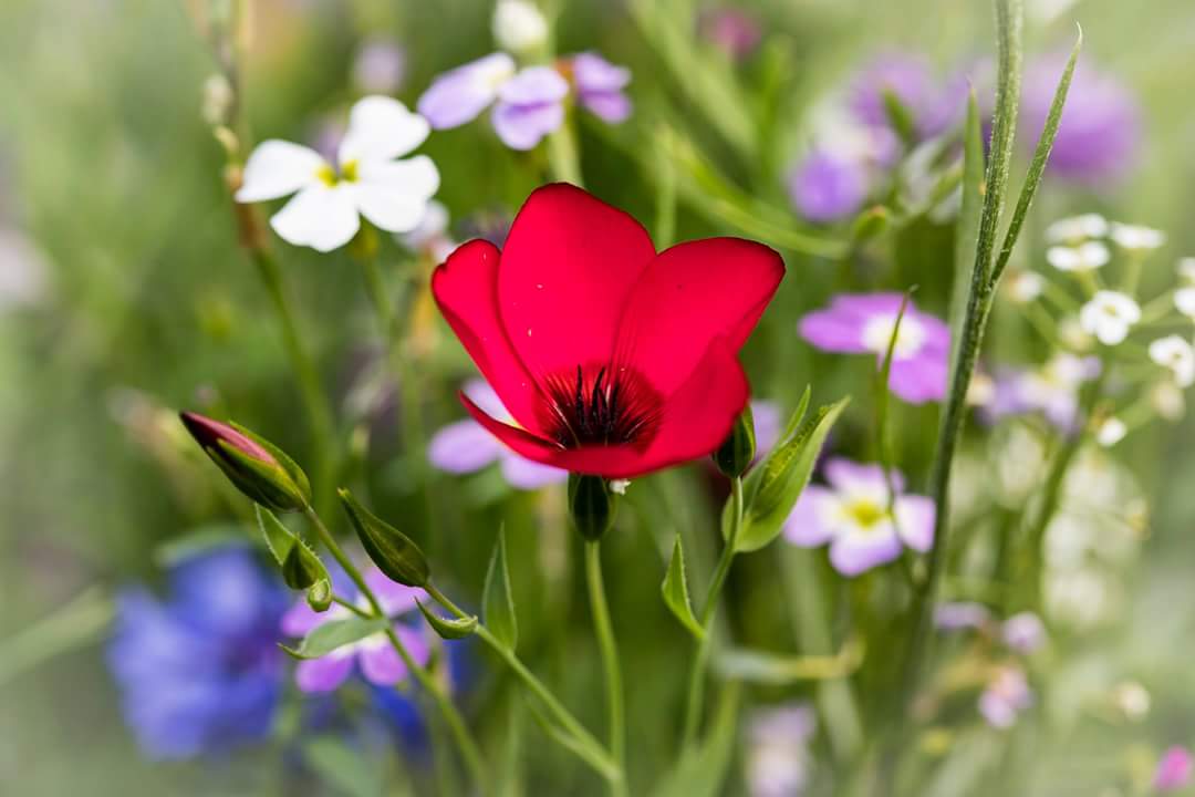 Roter Lein / Red linen