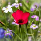 Roter Lein / Red linen