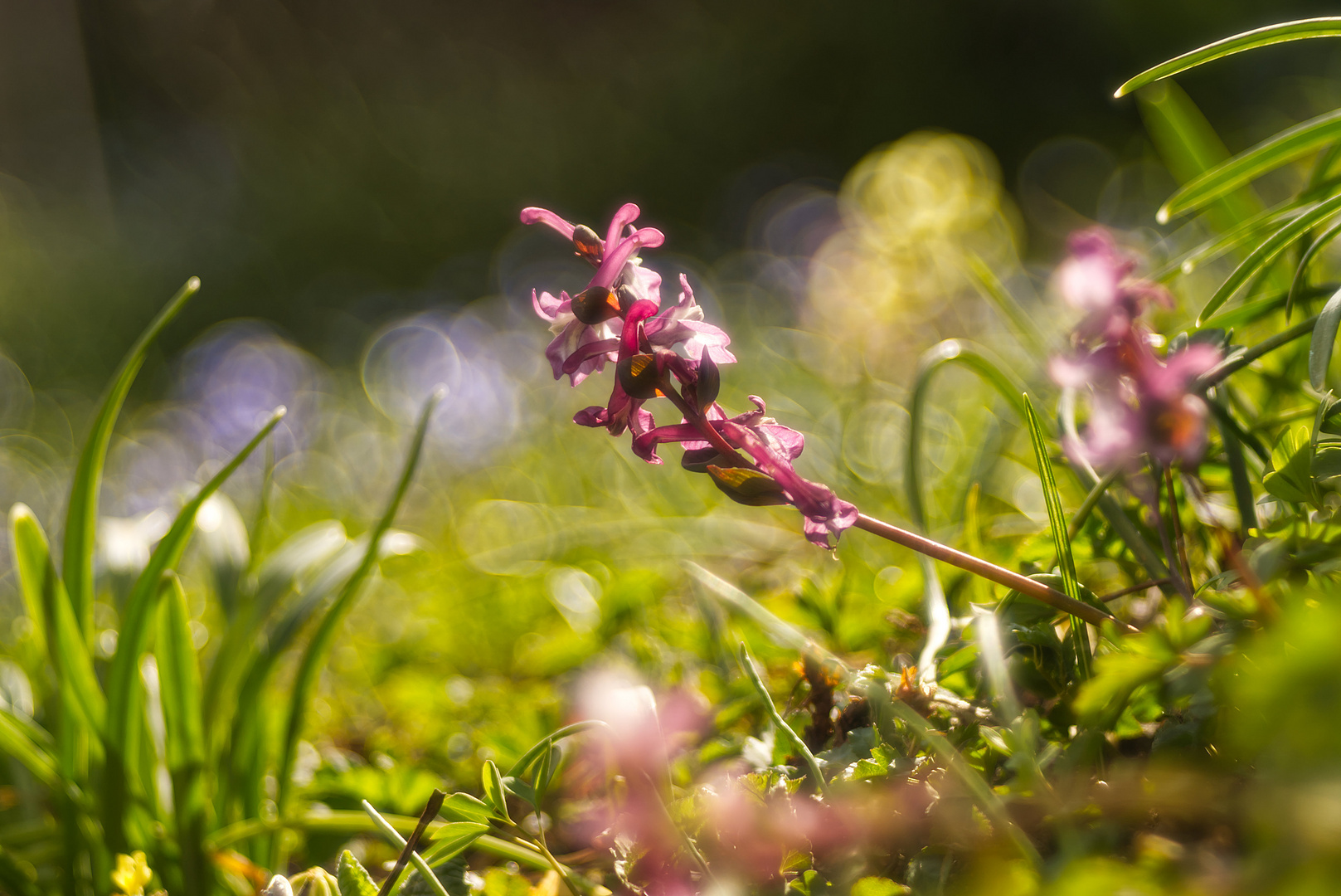 Roter Lerchensporn