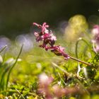 Roter Lerchensporn