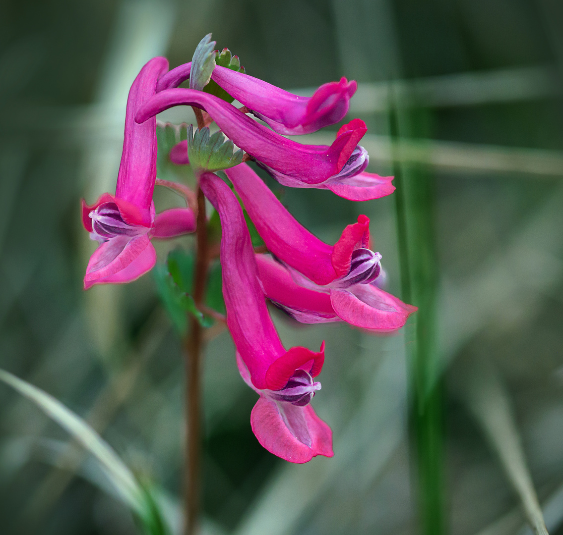 roter Lerchensporn 