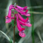 roter Lerchensporn 