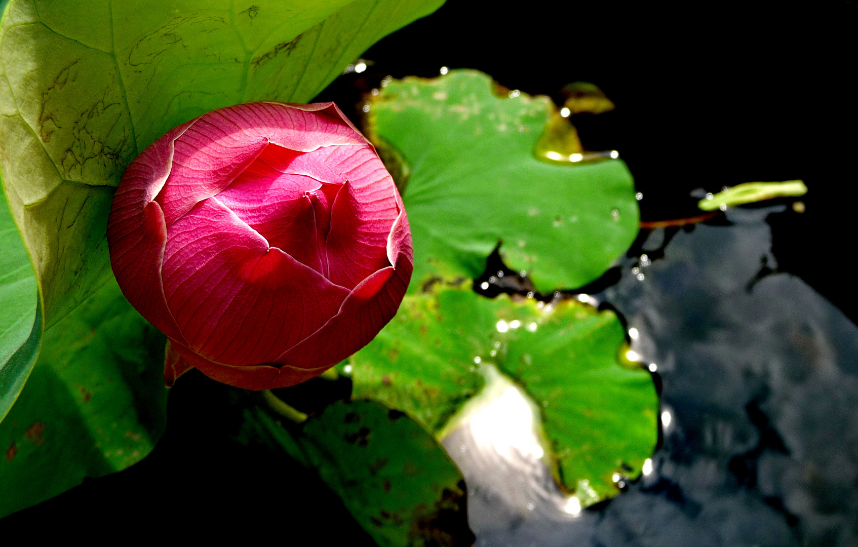 Roter Lotus