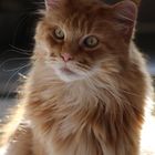 Roter Maincoon