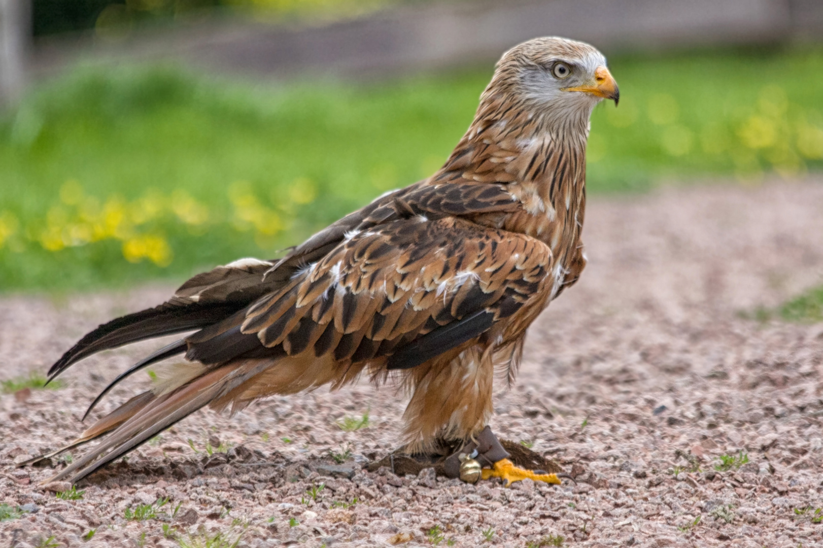 Roter Milan Foto &amp; Bild | tiere, zoo, wildpark &amp; falknerei, vögel ...