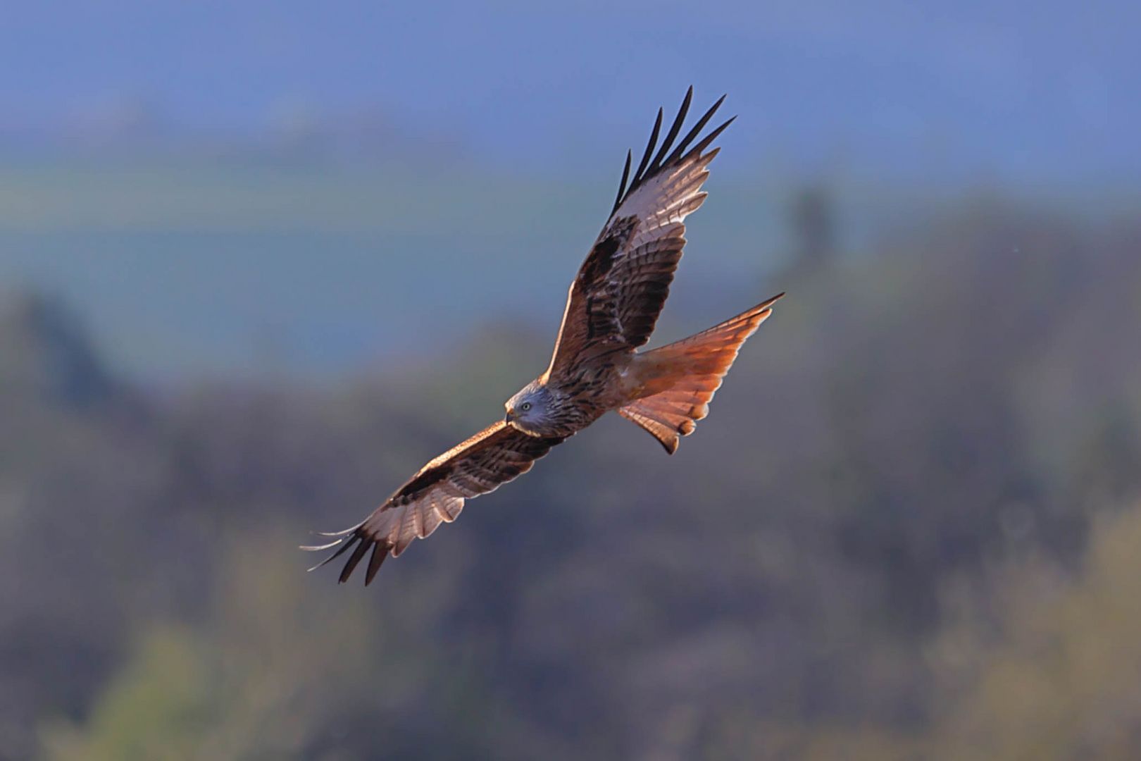 Birdwatching Beginners Beware The Schwarzer Milan Roter Milan Unterschied Explained - f9w1xz9