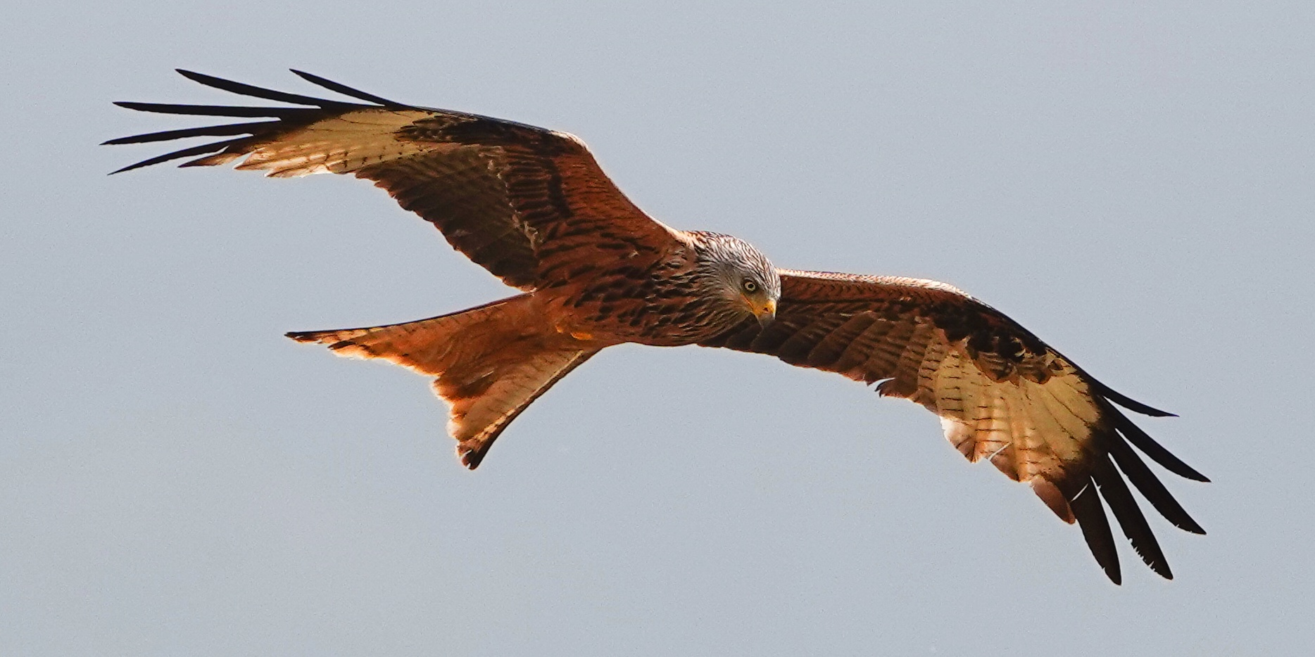 Roter Milan Foto &amp; Bild | tiere, wildlife, wild lebende vögel Bilder ...