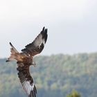 Roter Milan auf der Jagt