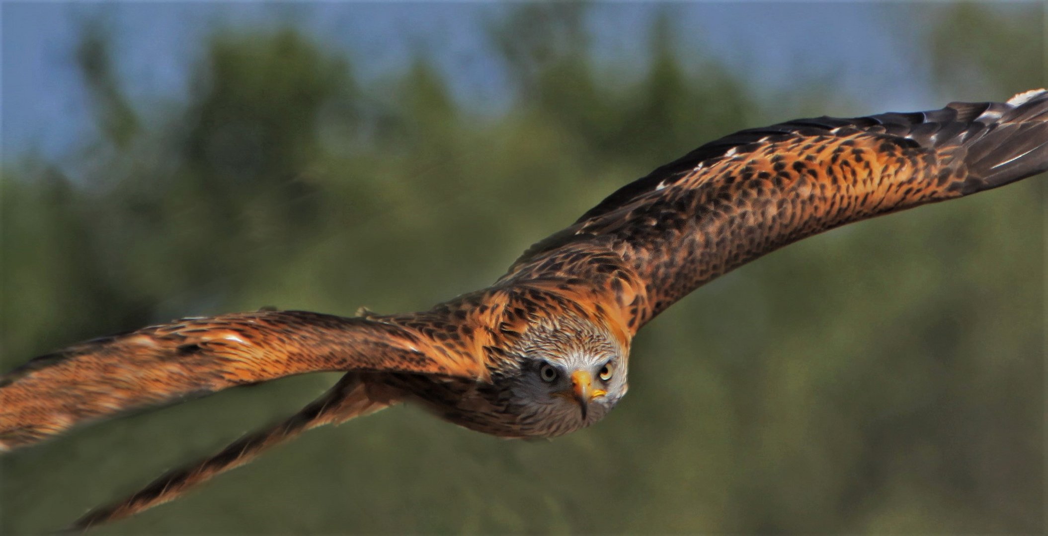 Roter Milan. Foto &amp; Bild | natur, reportage, tiere Bilder auf fotocommunity