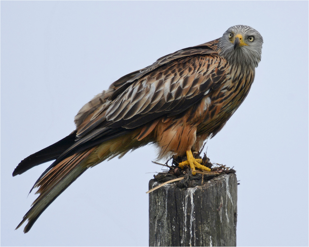 Roter Milan Foto & Bild | tiere, wildlife, wild lebende ...