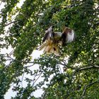 Roter Milan im Abflug