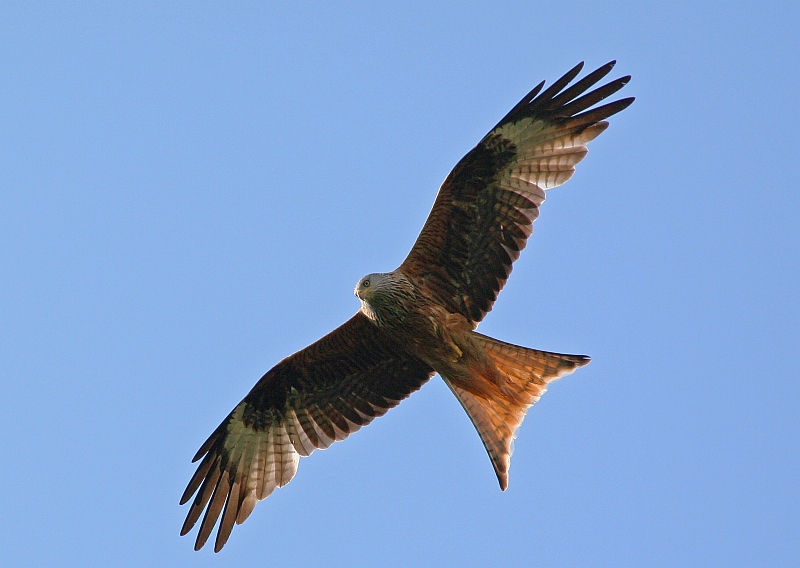 Roter Milan im Flug-wildlife Foto & Bild | tiere, wildlife ...