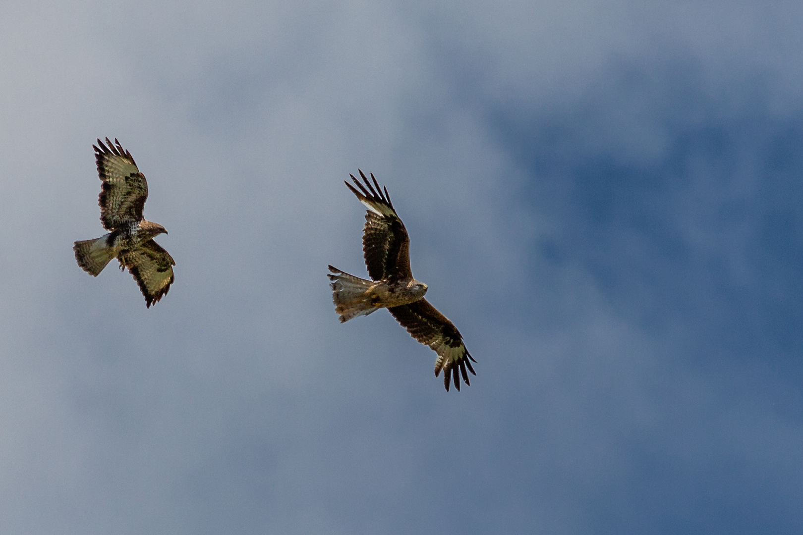 Roter Milan wird von Bussard genervt