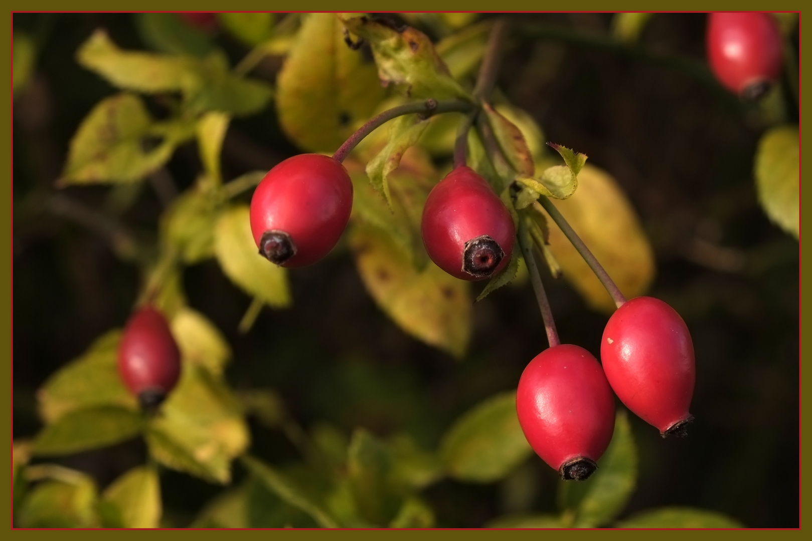 roter Mittwoch