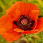 Roter Mohn 001