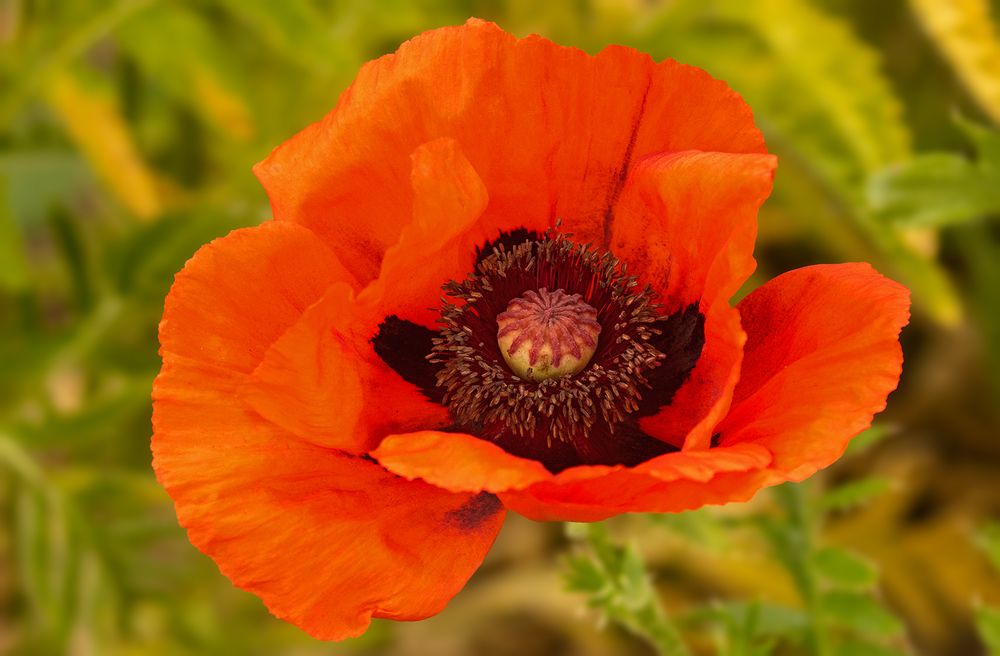 Roter Mohn 001 Foto &amp; Bild | jahreszeiten, frühling, sonne Bilder auf ...