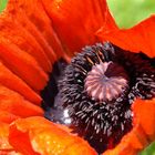 Roter Mohn