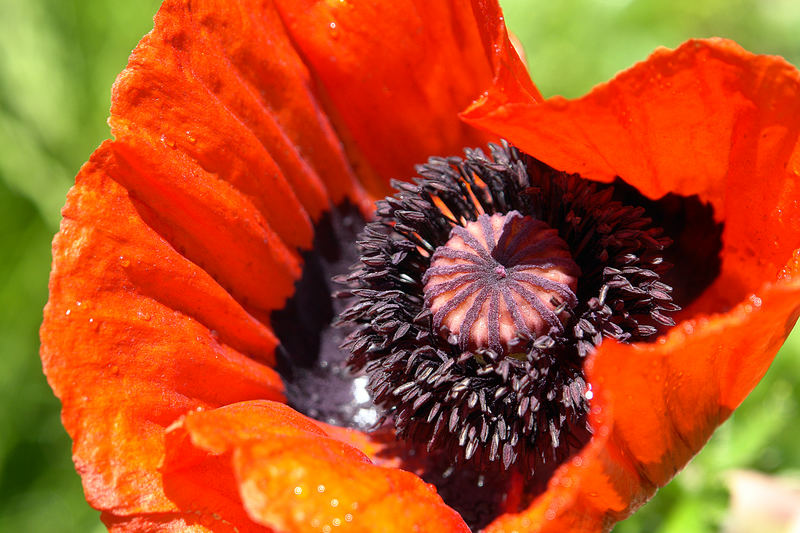 Roter Mohn