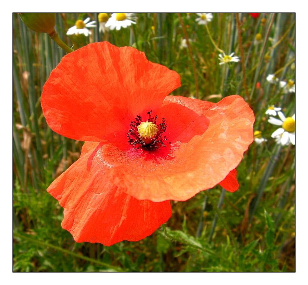 Roter Mohn